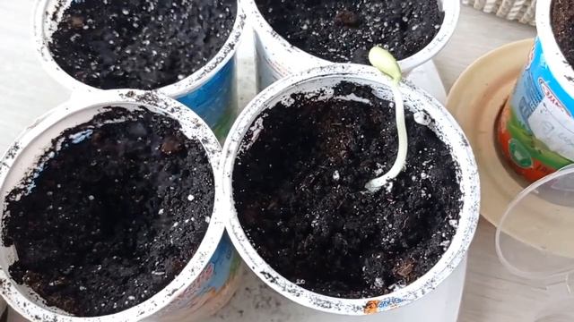 ЛЮФФА ИЗ СЕМЯН!ВЫРАЩИВАЮ МОЧАЛКУ!#люффаизсемян#люффавыращивание#люффасемена#люффарассада#сад #наизн