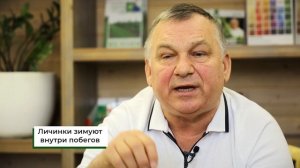 Обработка от вредителей на смородине. Что советует эксперт? Ответы на вопросы.