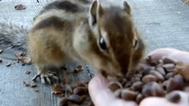 Чип и Деил смотреть онлайн