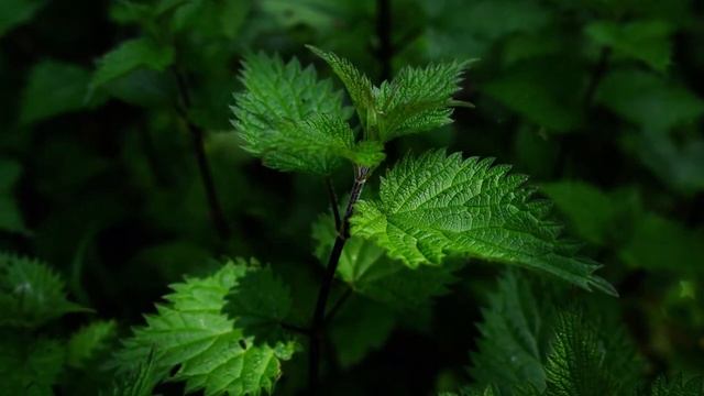 видео о крапиве и кому надо презентация со звуком. смотреть онлайн