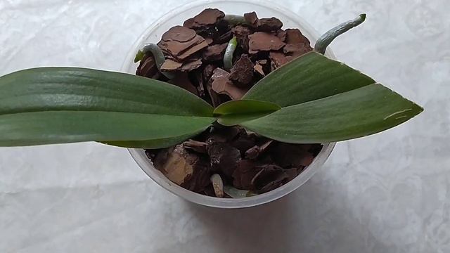 Обзор орхидей приобретенных в 2022г. смотреть онлайн