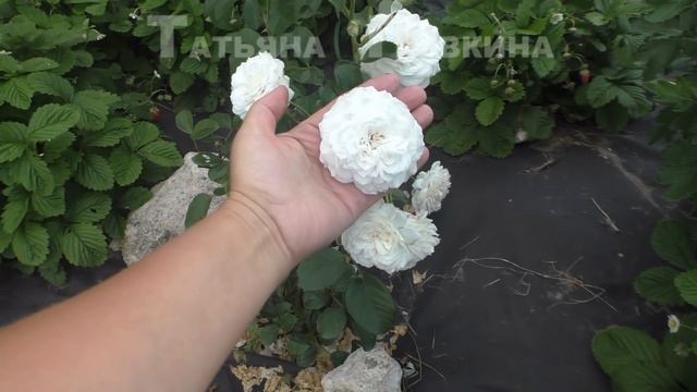 Обзор моего огорода (ч.1), 21 августа смотреть онлайн