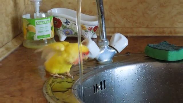 Попугай неразлучник купается .MOV смотреть онлайн