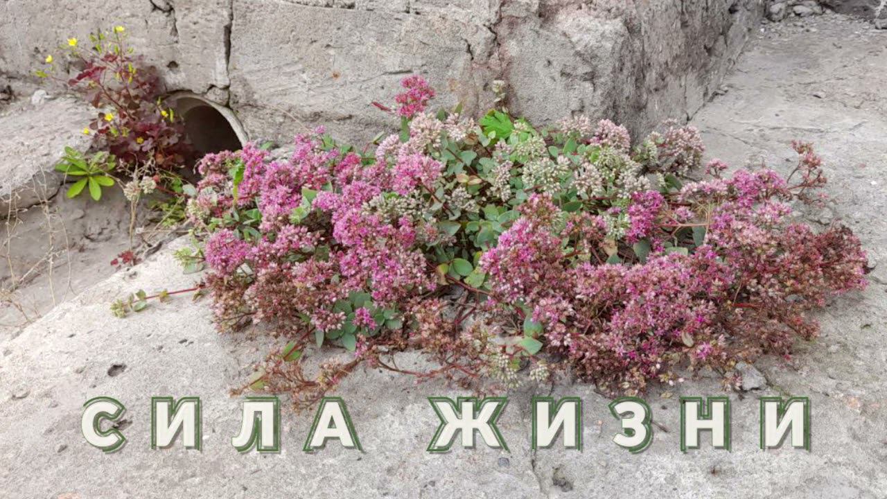 Когда очень хочется жить и даже цвести)Тренировка навыка обводки текста в АЕ)