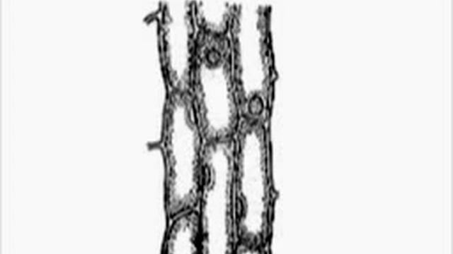 Ткань растения смотреть онлайн