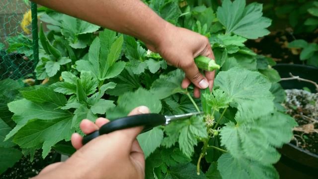 Top 5 Okra Growing Tips - How to grow okra in containers and get LOTS of Okra - Baby Bubba Okra смотреть онлайн