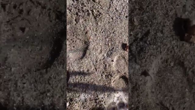 Живая Ракушка смотреть онлайн