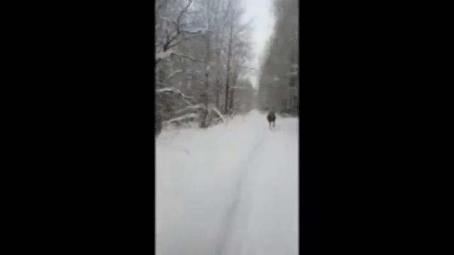 В Челябинской области лосиха пыталась догнать охотников на снегоходе смотреть онлайн