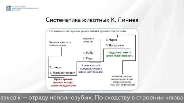 Классификация К. Линнея смотреть онлайн