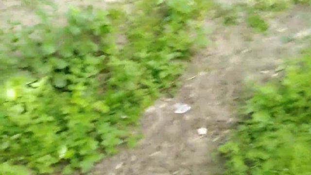 Макс Корж - Горы по колено.Александрийский лес смотреть онлайн