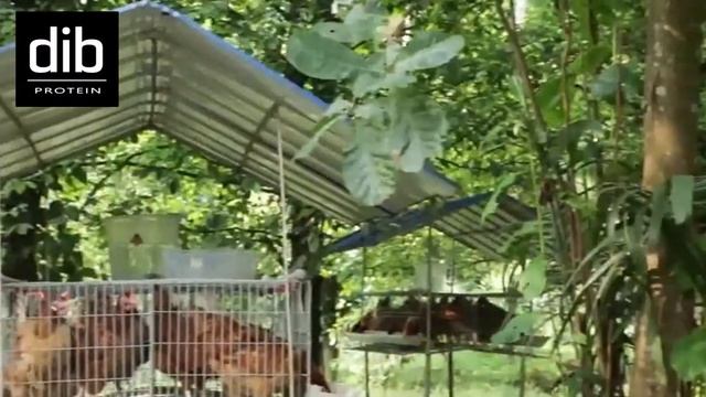 Чёрная львинка смотреть онлайн