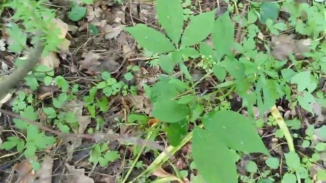 ЖЕНЬШЕНЬ. ЛЕСНАЯ ГРЯДКА смотреть онлайн