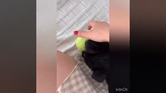Мия. Девочка. 2.5 месяца. 1,7 кг. #щенок смотреть онлайн
