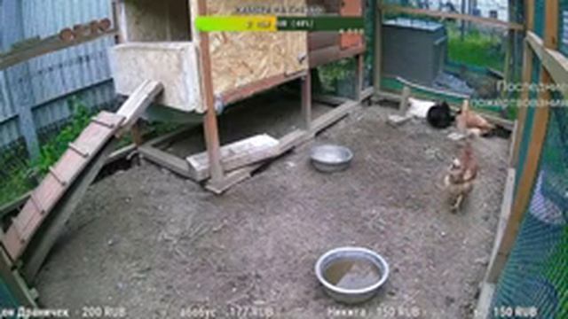 Курятник. Жизнь в курятнике. Можно покормить онлайн. Chicken coop stream. Online feed смотреть онлайн