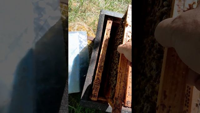 ПЕНСИИ И МАТКИ. смотреть онлайн