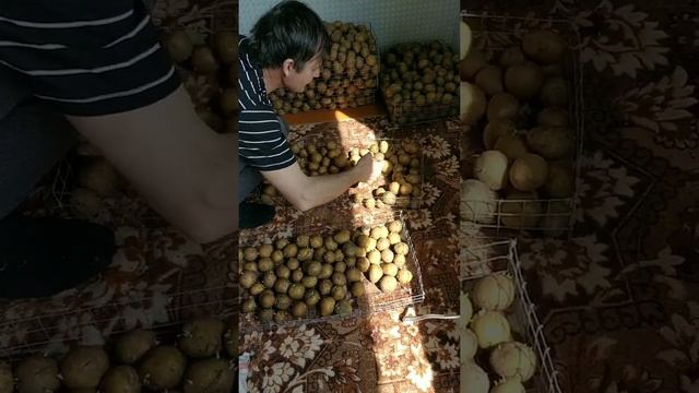 Проращивание и отбор картофеля сорт Гала смотреть онлайн