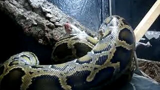 burmese python feeding response (dead) смотреть онлайн