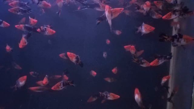 Меченосцы Кои Санке смотреть онлайн