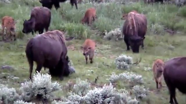 Inside Yellowstone - Bison or Buffalo смотреть онлайн