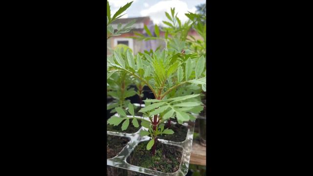 Lets See What's Growing In My Greenhouse! // Summer Bedding Plants смотреть онлайн
