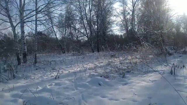 ПРОГУЛКА С ЗАПАДНО-СИБИРСКОЙ ЛАЙКОЙ ПО ТАЙГЕ/ДОБЫЛИ РЯБЧИКА!!! ВЕЧЕРНИЙ КЛЁВ НЕ ПОРАДОВАЛ смотреть онлайн