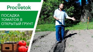 Посадка Томатов в Открытый Грунт. Помидоры в грунте.