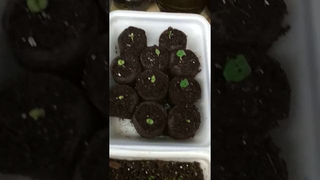 Петуния, эустома, гвоздика, сальвия обзор растишек смотреть онлайн