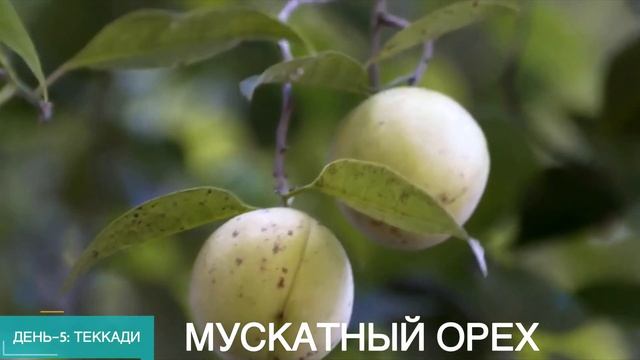 ПУТЕШЕСТВИЕ МЕЧТЫ. Места, которые невозможно забыть. Тур по КЕРАЛЕ. смотреть онлайн