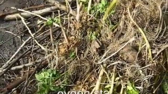 Картофель Галла смотреть онлайн