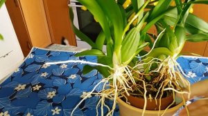 Орхидея Онцидиум. Как цветёт и сколько раз в году.Ответы на вопросы подписчиков.