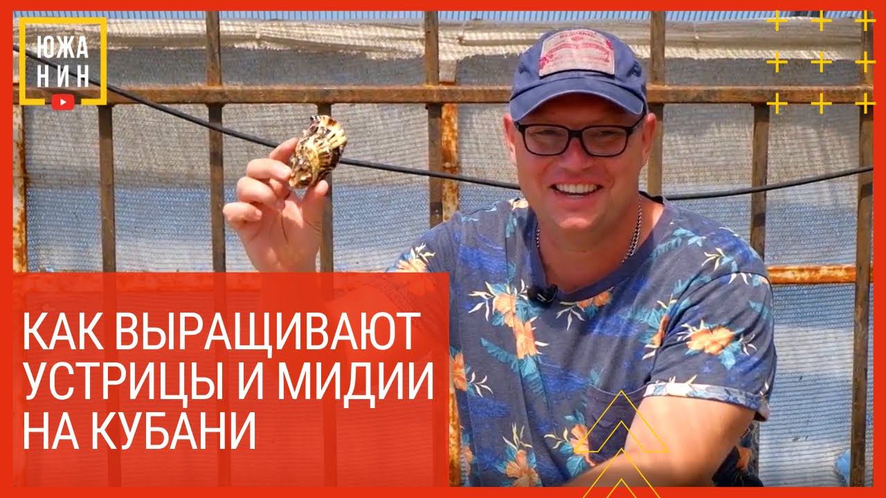 Как выращивают устрицы и мидии на Кубани смотреть онлайн