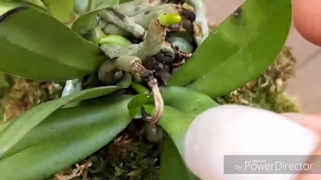 ОРХИДЕИ после покупки, АДАПТАЦИЯ, новые корни. Aerangis luteola var. rhodosticta. смотреть онлайн