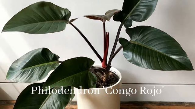 36 Philodendron Varieties With Identification