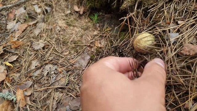 СтройМания