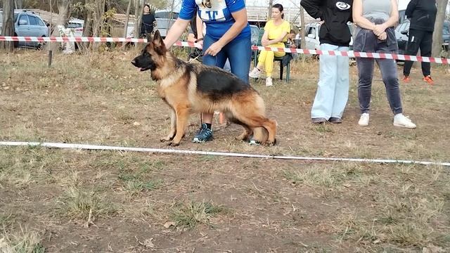 Молодые суки - моно в Краснодаре 2023