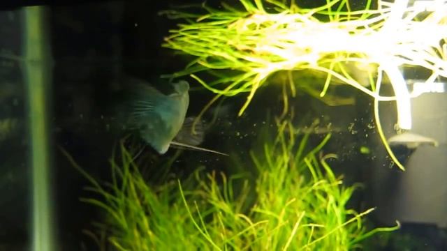 Гурами, содержание,кормление, размножение, виды, аквариум смотреть онлайн