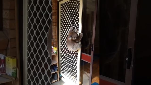 Koala Visit смотреть онлайн