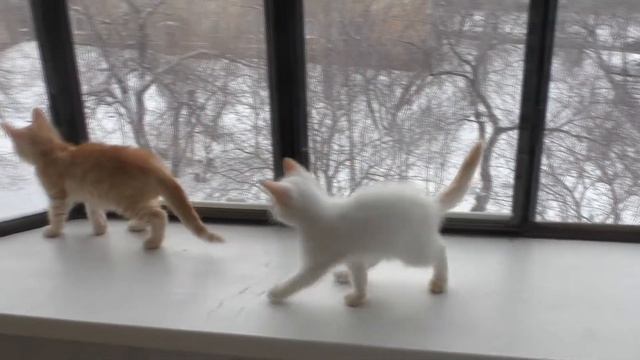 Кошки. 112ч. Котята на балконе смотреть онлайн