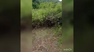 Расчистка земельного участка от ожины ( ежевики), шиповника, лиан.