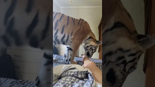 дикая львица #тигрица смотреть онлайн