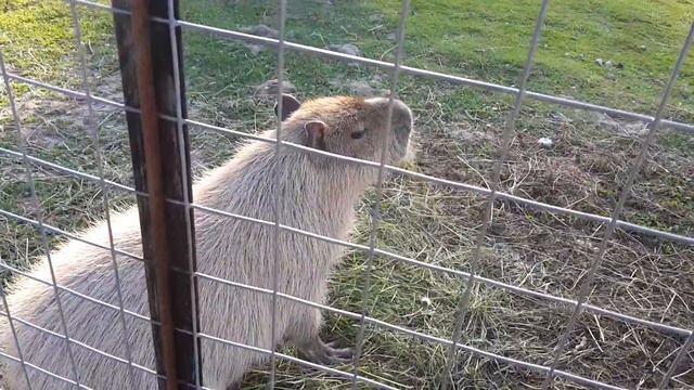 Прелестная капибара Lovely capybara смотреть онлайн