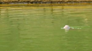 Bad monkey killing orphan baby monkey in the pool