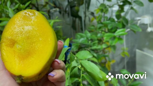 Манго Сенсейшн ? Sensation в теплице , созрели плоды, дегустация . смотреть онлайн