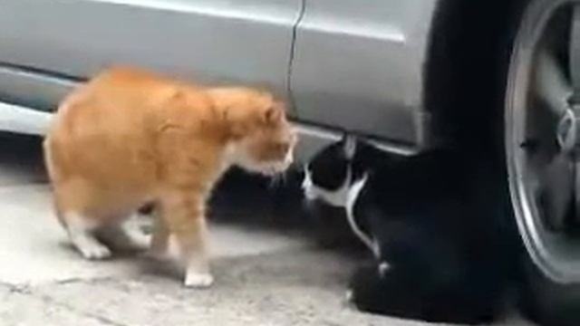 Коты устроили бойню возле моей машины смотреть онлайн