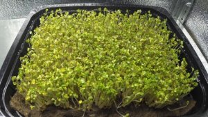 Как растет горчица таймлапс. How the mustard growing up