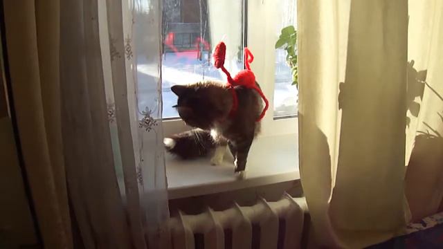 Покатай меня, большая черепашка!