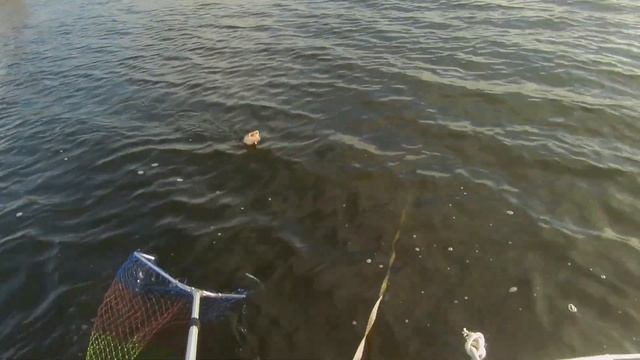 Незабываемый отдых и практика ловли спиннингом на реке Самара. Рыбалка с гидом. смотреть онлайн