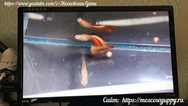 World Guppy Contest virtual 2020. Всемирная виртуальная выставка гуппи 2020. смотреть онлайн