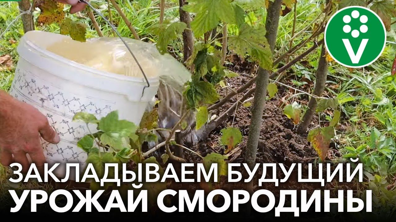 ТРИ ПРИЕМА НА СМОРОДИНЕ ОСЕНЬЮ, КОТОРЫЕ ЗНАЧИТЕЛЬНО УВЕЛИЧАТ УРОЖАЙ! смотреть онлайн