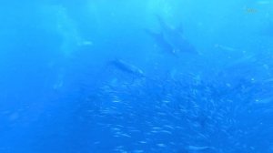 Расслабляющая Дельфинотерапия 4К ~Дайвинг с Дельфинами~ Relaxing Dolphin Therapy 4K?